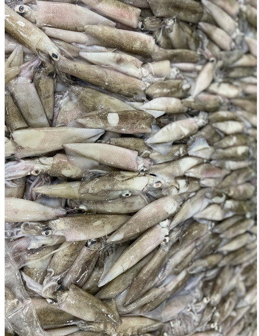 총알한치 미니 오징어 한입한치 작은오징어 (15~23미), 1개, 500g