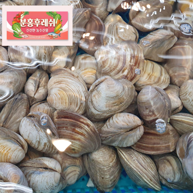 [압도적 재구매율] 당일조업 직거래 청정해역 국산 남해 통영 활 왕바지락, 1개, 6kg