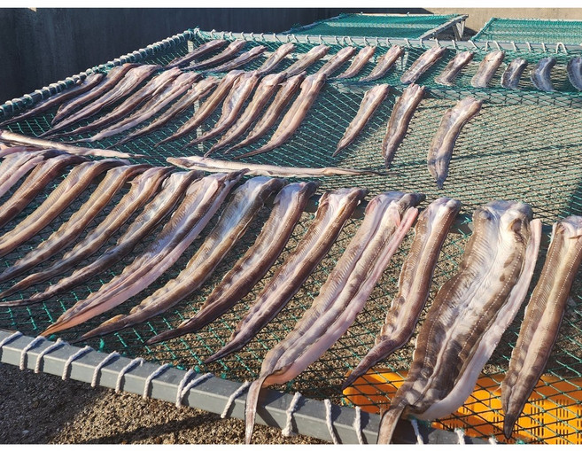 자연산 반건조 손질장어 1kg 완도 바다장어 갯장어 하모, 순살장어급냉3-4미(1kg)구이탕용, 1개