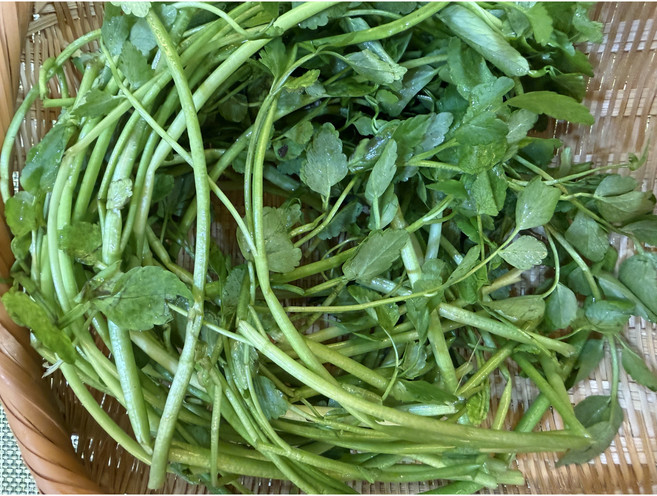 [당일수확] 국내산 한재 미나리 무농약 제철 최상급 청도 미나리, 1박스, 1kg