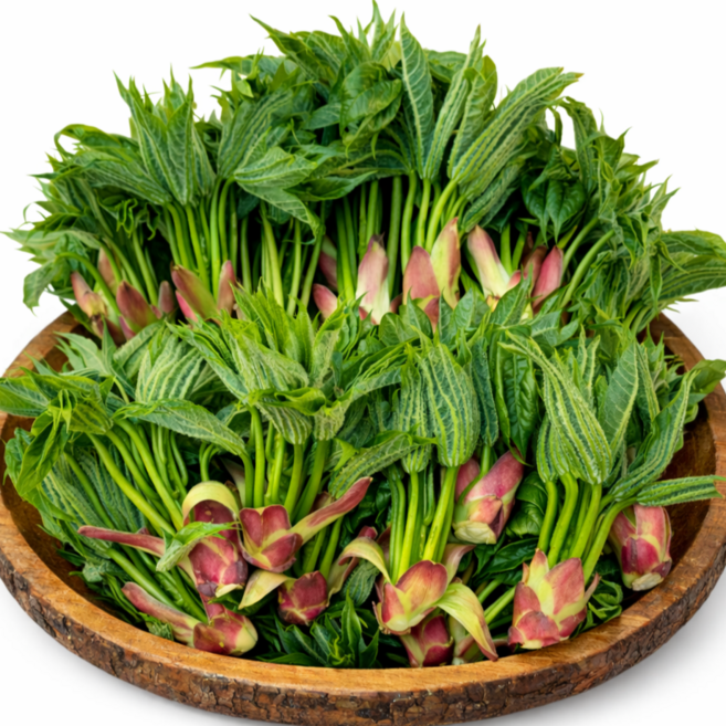 <최저가도전> 지리산 엄나무순 자연산 개두릅, 1박스, 1kg