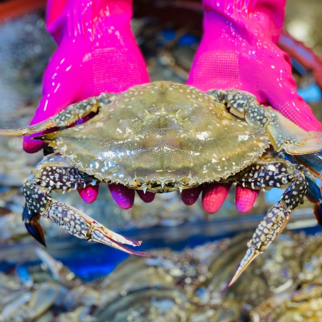 2026년 활 암/숫꽃게 1kg 3-5미 싱싱함이 살아있는 알배기 활 암/숫꽃게, 1개, 1