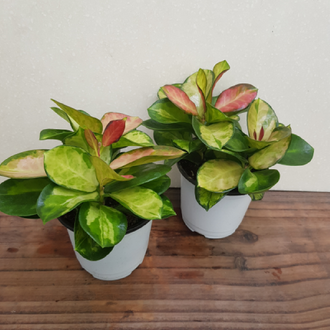 [용이네 화원] 리사호야 [2개묶음 1+1 무료배송] 포인세티아 크리스마스 꽃 10cm화분 농원 천리향 만리향 바질 철쭉 금전수 게발 스킨 호야 난 수선화 129, 2개, 랜덤