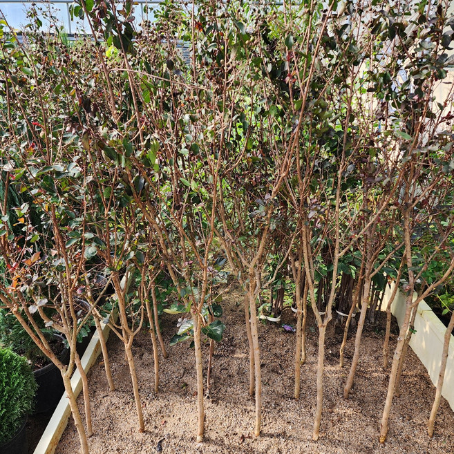 가림원예조경 배롱나무 묘목 핑크벨로 4년생 개화주 백일홍 여름꽃나무, 3개