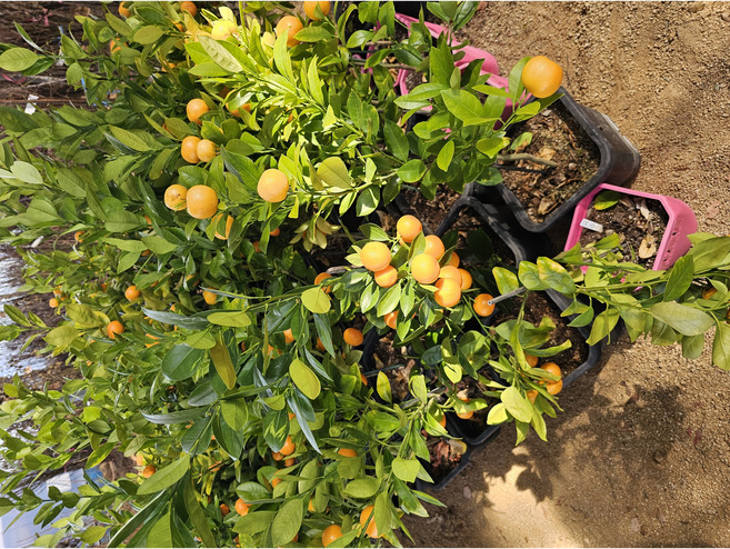 유주나무(사계귤) 화분묘목 1주 과실수 결실용, 1개, 유주나무(사계귤) 화분묘