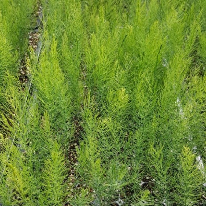 아스파라거스모종 10개 (트레이 10구) 그린 아스파라거스 모종