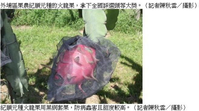 樂農農 火龍果套袋 黑色加厚網袋 33x26cm 水果防蟲套 100入, 火龍果套袋 黑色 1束約100只, 黑色