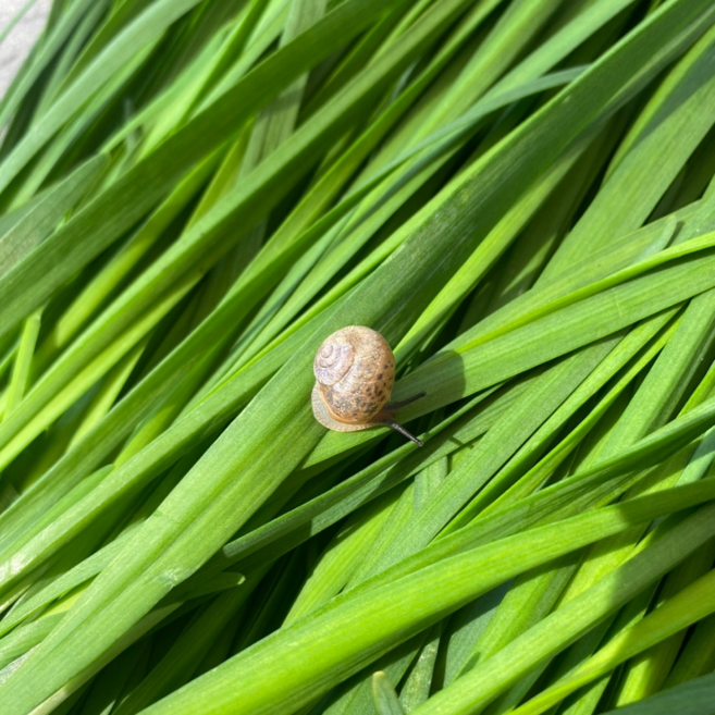 국내산 햇부추 정구지 손질 노지 특사이즈, 10kg, 1개