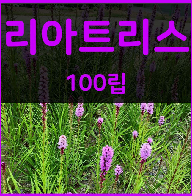 꽃씨몰 꽃씨 봄 파종 여름꽃씨 가을 노지월동 다년생 야생화 양귀비 종자 꽃씨앗, 1개