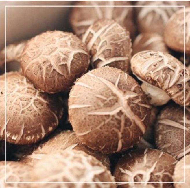 기찬드림 표고버섯 특상 못난이표고 1kg 2kg 3kg 5kg 10kg, 1개, 못난이표고1kg