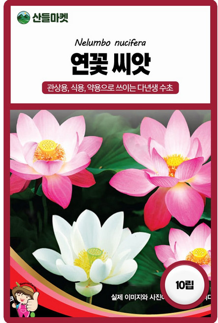 세계종묘 연꽃 씨앗 10립 다년생 수초 연꽃씨 종자, 4개