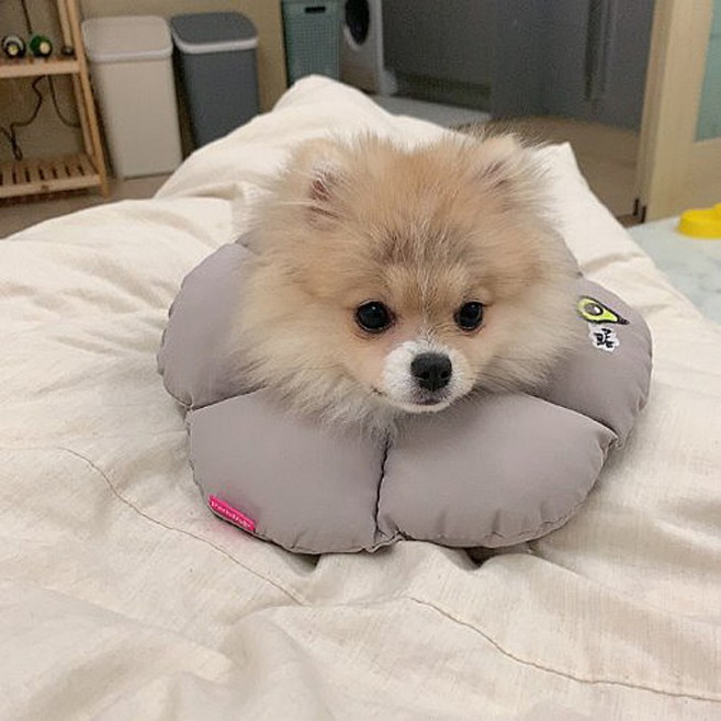 패리스독 반려동물 넥카라쿠션 깔대기 꿀잠카라, 베이지, 1개