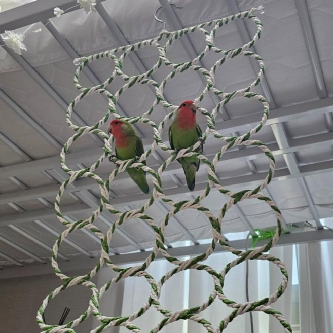 앵무새 용품 장난감 28구 펄프 그물 사다리 그네 버드 링 새 놀이터 63cm, 1개, 1개