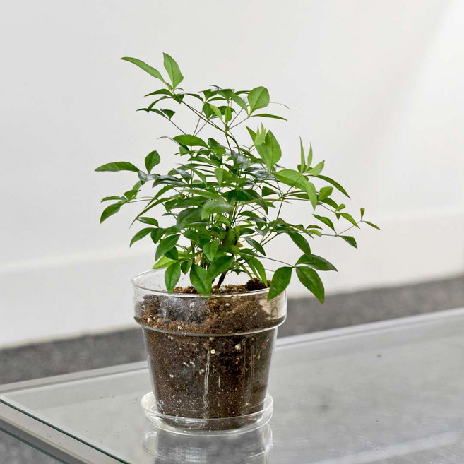 남천 유리 화분 식재 세트 마이플랜트, 1개