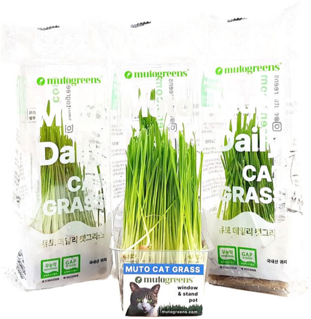 [묶음팩] 뮤토 데일리 캣그라스 하루에 하나씩 꺼내서 바로 먹이는 고양이 풀 귀리, 70g, 3개