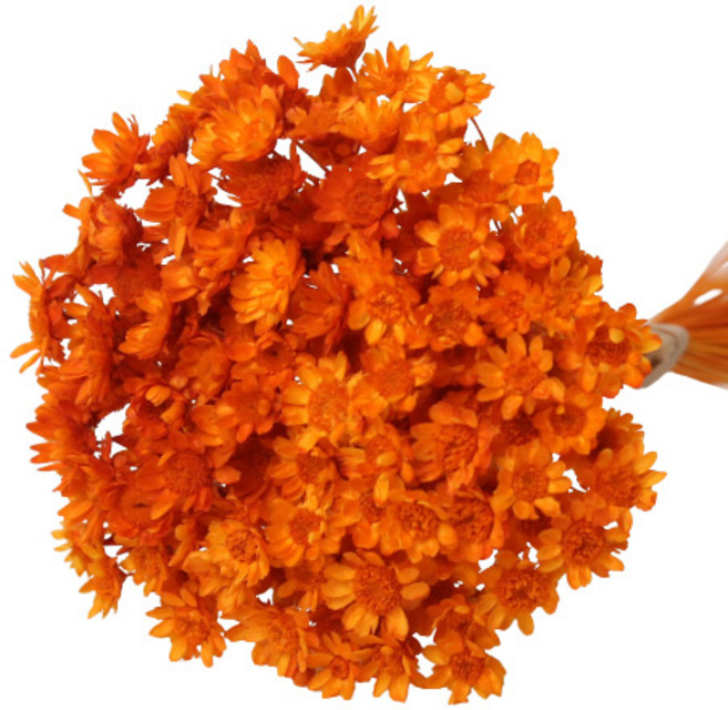 로맨틱노벰버 프리저브드 스타플라워 (150송이), 오렌지