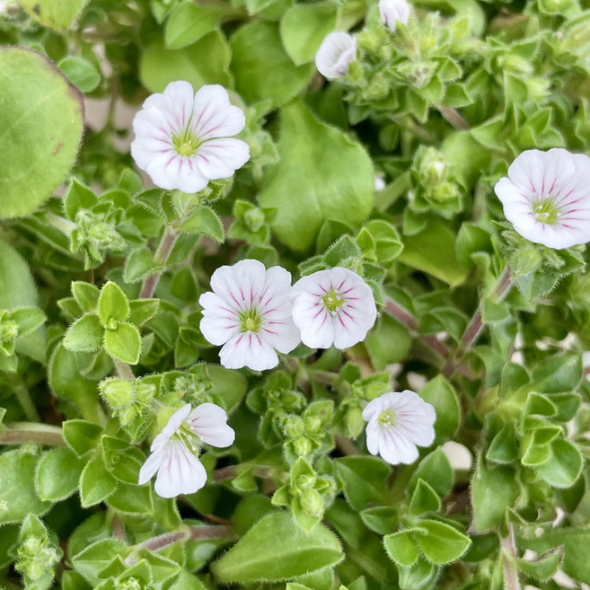 이끼용담 2개세트 지피식물 모종 조경용 용담꽃, 1개