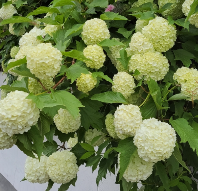 (미래나무농장) 불두화 수국백당 15cm화분 묘목