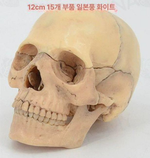 해부학 사람 모형 두개골 교구 소형 10cm 실습 A, 앤티크 컬러 15부분, 1개, 기본 색상