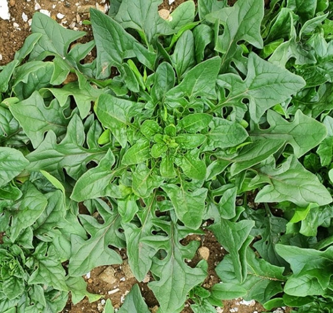 이집트 시금치 씨앗 몰로키아 종자 모로헤이야 40알 (KR)