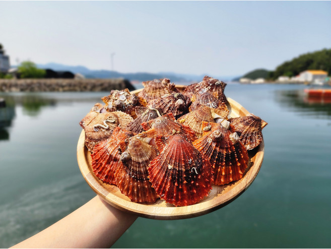 바다별수산 손세척 통영 제철 생산자직판 비단 홍 가리비, 1개, 3kg