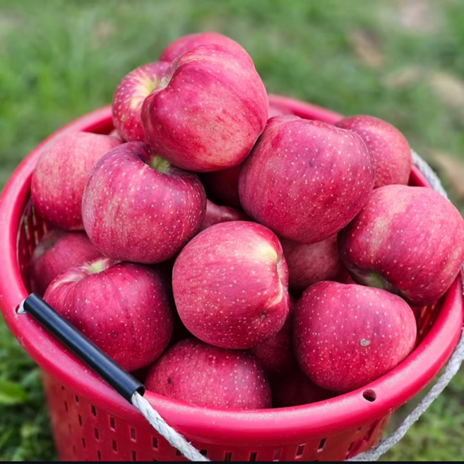 [타임세일특가] 고당도 껍질째먹는 햇사과 꿀사과, 1박스, 2kg(중과)