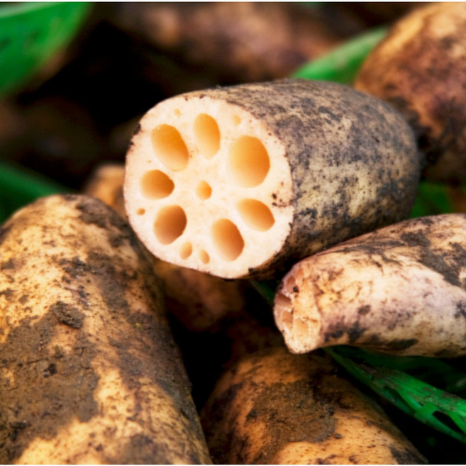 [백화점납품용] 더좋은 흙연근 연근 국내산, 1개, 1kg