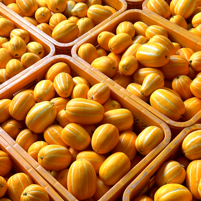 [농장직배송] 꿀벌수정법 고당도 성주꿀참외 직접재배 실중량, 1박스, 10kg(랜덤)