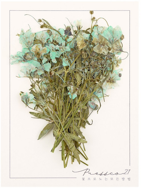 프레스코21 압화 줄기 잎안개꽃(연하늘) 20p
