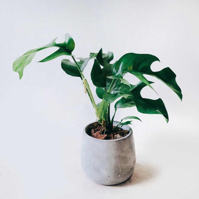 盆空間 姬龜背室內觀賞植物, 1個, 植物+土壤+水泥盆+底盤（4.5吋盆）