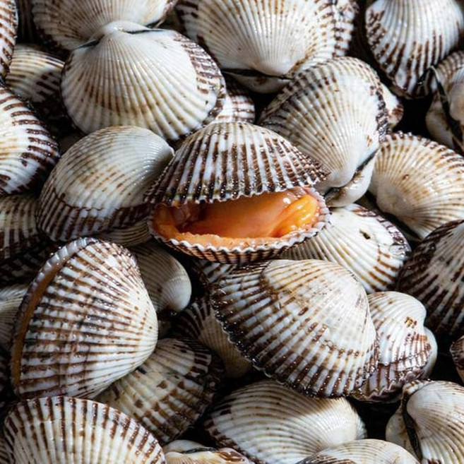 벌교 꼬막 당일채취 산지선별직송 왕새꼬막 특품 1Kg 2kg