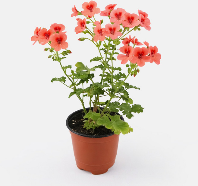 갑조네 오렌지 랜디제라늄 엔젤아이스, 2개, 단일