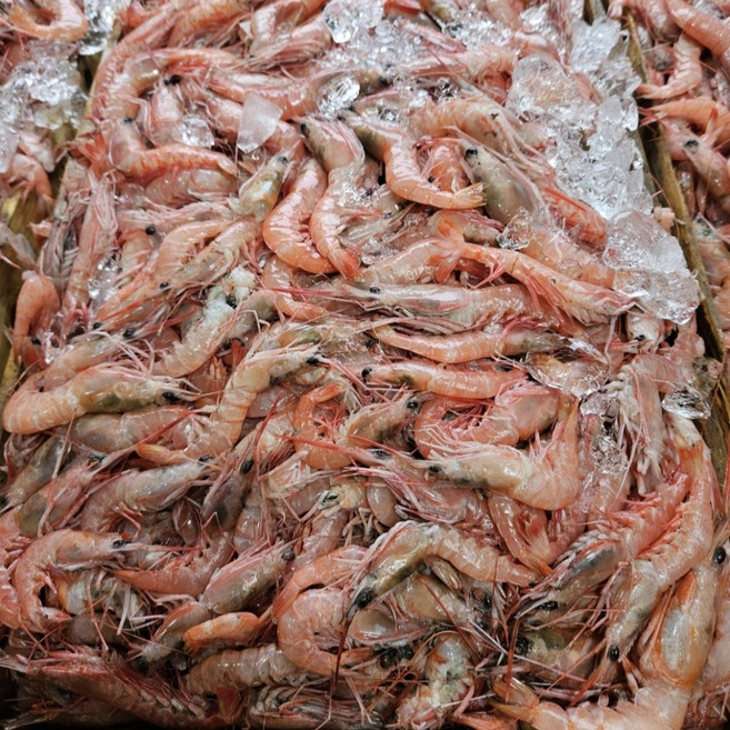 싱싱햇 국산 냉동 달마새우 급냉 달마 새우, 1세트, 1kg(60미내외)