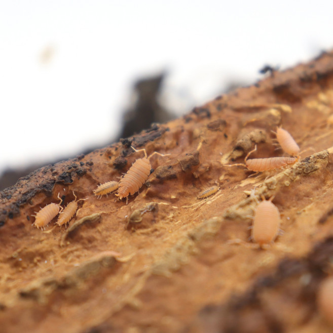 굴뚝양쥐며느리 6마리 등각류 공벌레 쥐며느리 사이즈 랜덤