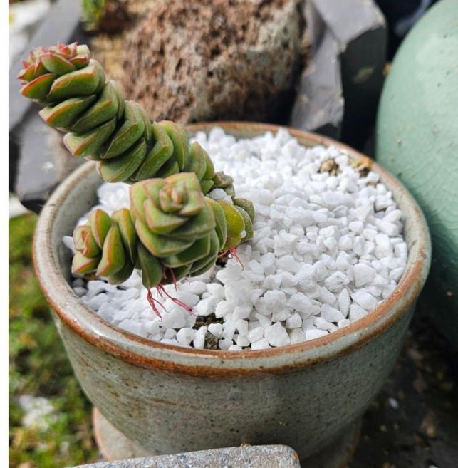 IN테리어 백마사토 자갈 분갈이 하얀자갈 대립, 18kg, 1개