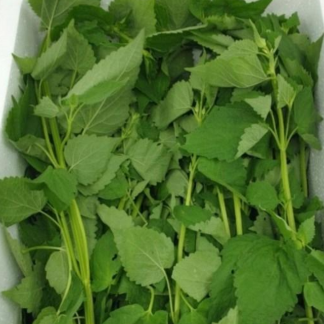 방아잎 (1KG) 생 방아찌짐 매운탕 전 테라팜, 1kg, 1개