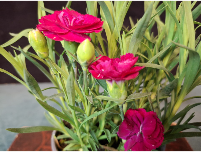 산내들농장 겹패랭이, 1개