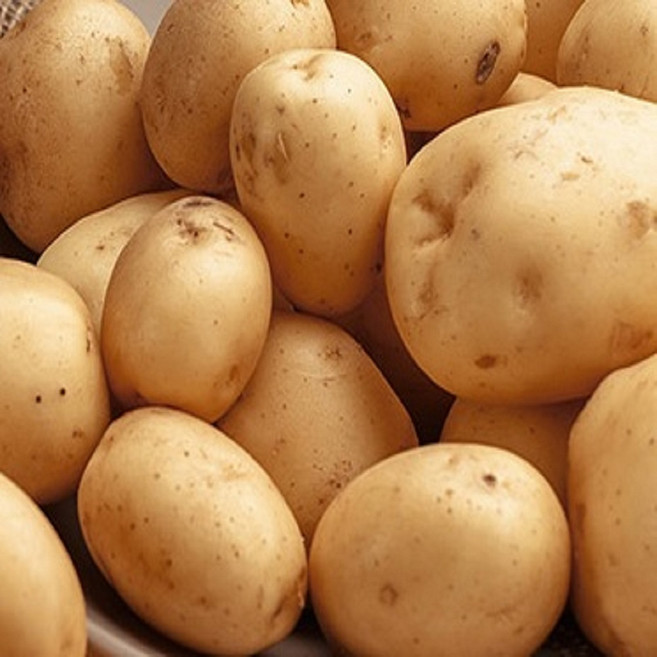 수미감자 1~5kg 국내산 햇감자 포슬포슬 감자 산지직송, 1개, 중5kg