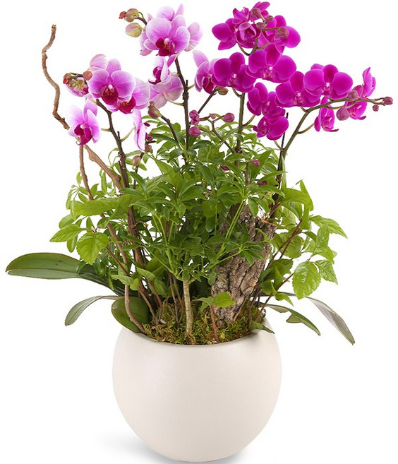 119플라워 (당일배송) 2색호접서양난 ST-H477 서양난 미니호접 호접난 행사용 환갑 승진 영전 전시회 개업 전국꽃배달 생일 기념일 꽃선물 꽃배달, 1개