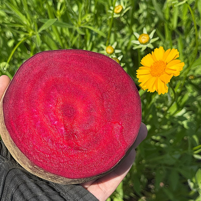 슈퍼푸드 국내산 레드비트 특품, 1개, 5kg