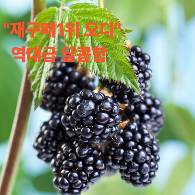 단하루특가 재구매1위 오디 프리미엄 특품, 1박스, 1kg