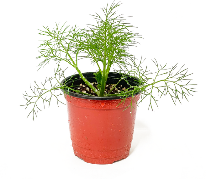 [모종가게] 딜, 딜 1개, 1개