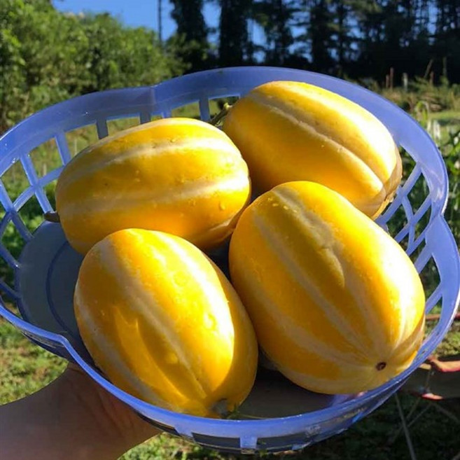 [초록별농장] [가정용] 겉까지 14Brix 고당도 성주참외, 1박스, 꿀당도 성주참외 로얄과 2kg