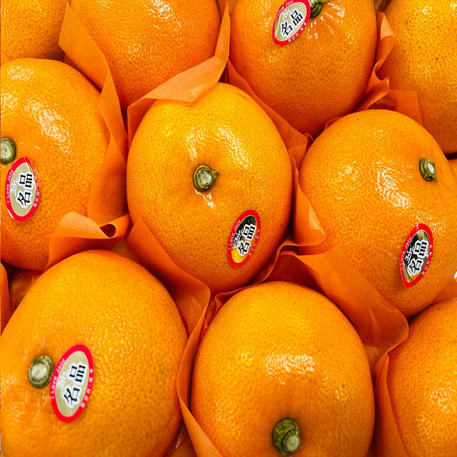 [당일출고] 새콤달콤한 제주도 천혜향 선물세트, 1박스, 천혜향 3kg 11-13과