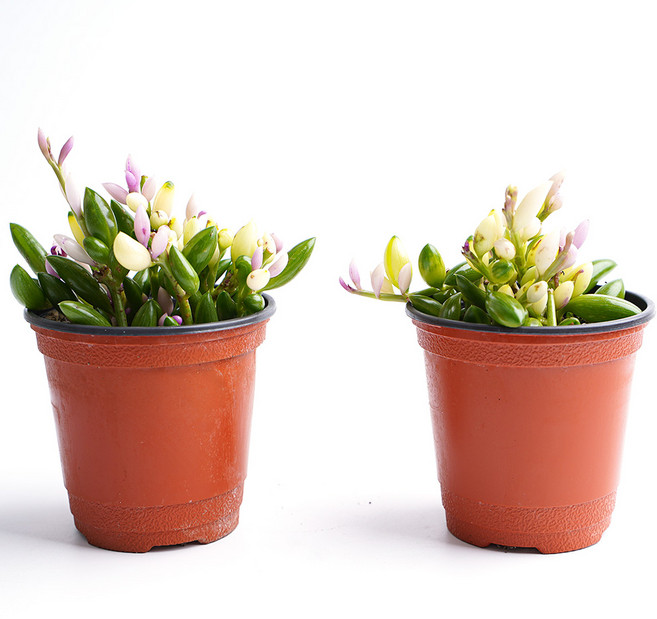 갑조네 아몬드 목걸이 소품 세네시오 라디칸스 바나나체인 킹아몬드 다육이, 2개, 단일