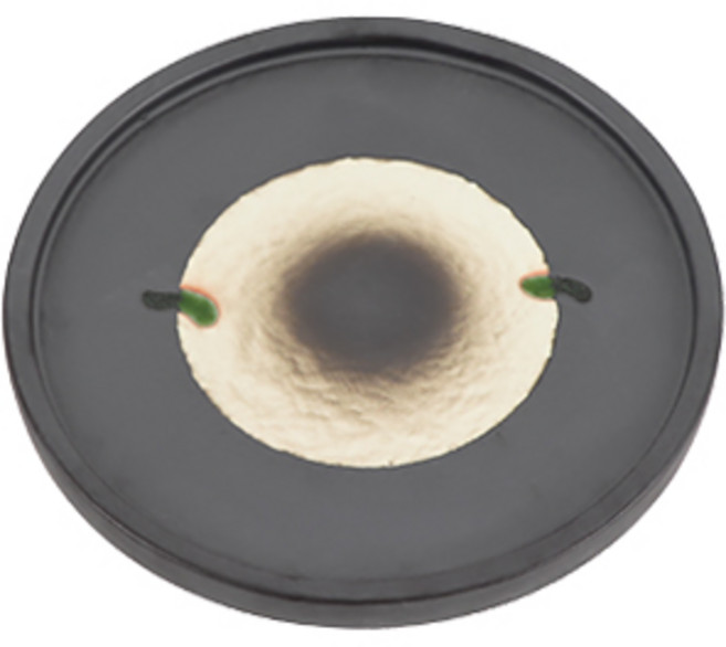 일식 식기 블랙펄 원판접시 도자기 그릇, 1개