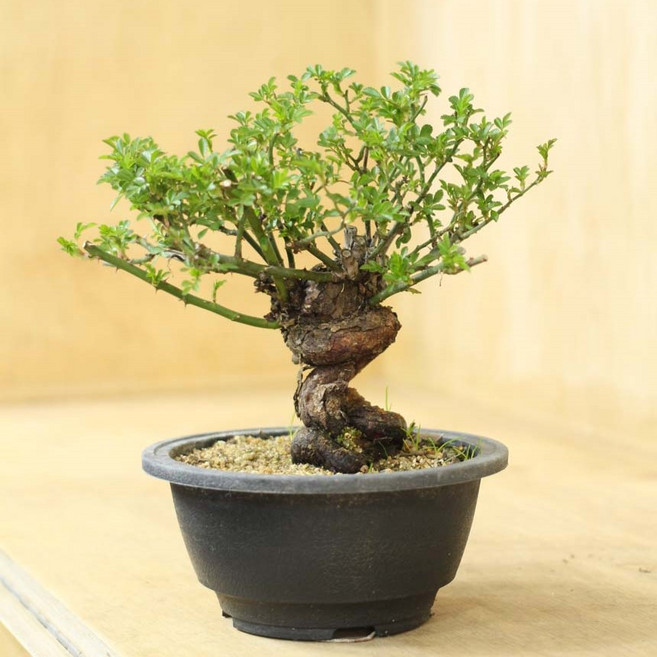 찔레 분재 포트 35 연분홍색꽃 봄초여름꽃 포트