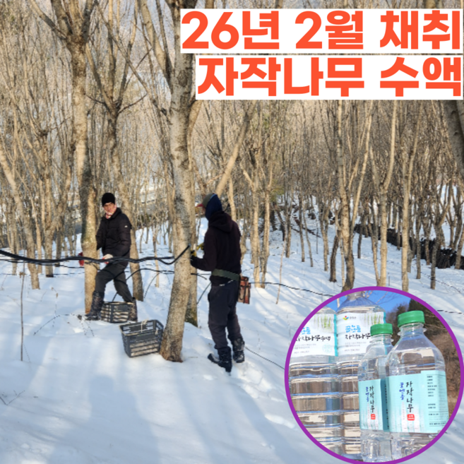 2026년 국산 자작나무수액 자작나무물, 6개, 1.5L