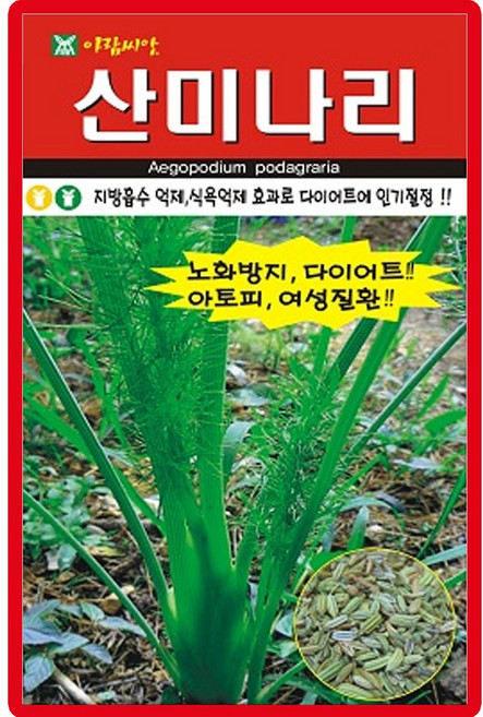 산미나리 씨앗 400립 미나리 씨 종자, 4개