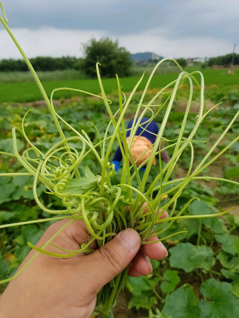 순풍 임산부 건조호박손 차 100g(+맛보기 즙 2포) 붓a기 차, 1개, 50g